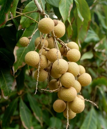 Longan All Season plant at Aroma Gardens Edavanakkad