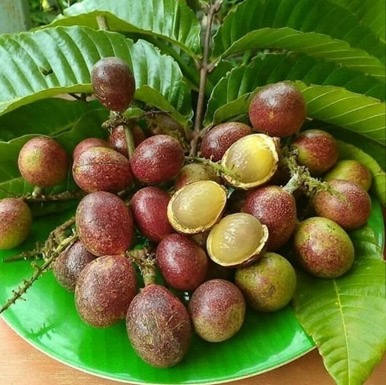 Matoa plant at Aroma Gardens Edavanakkad