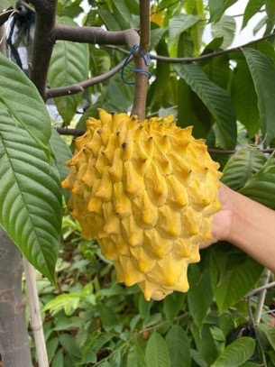 Rollinia plant at Aroma Gardens Edavanakkad